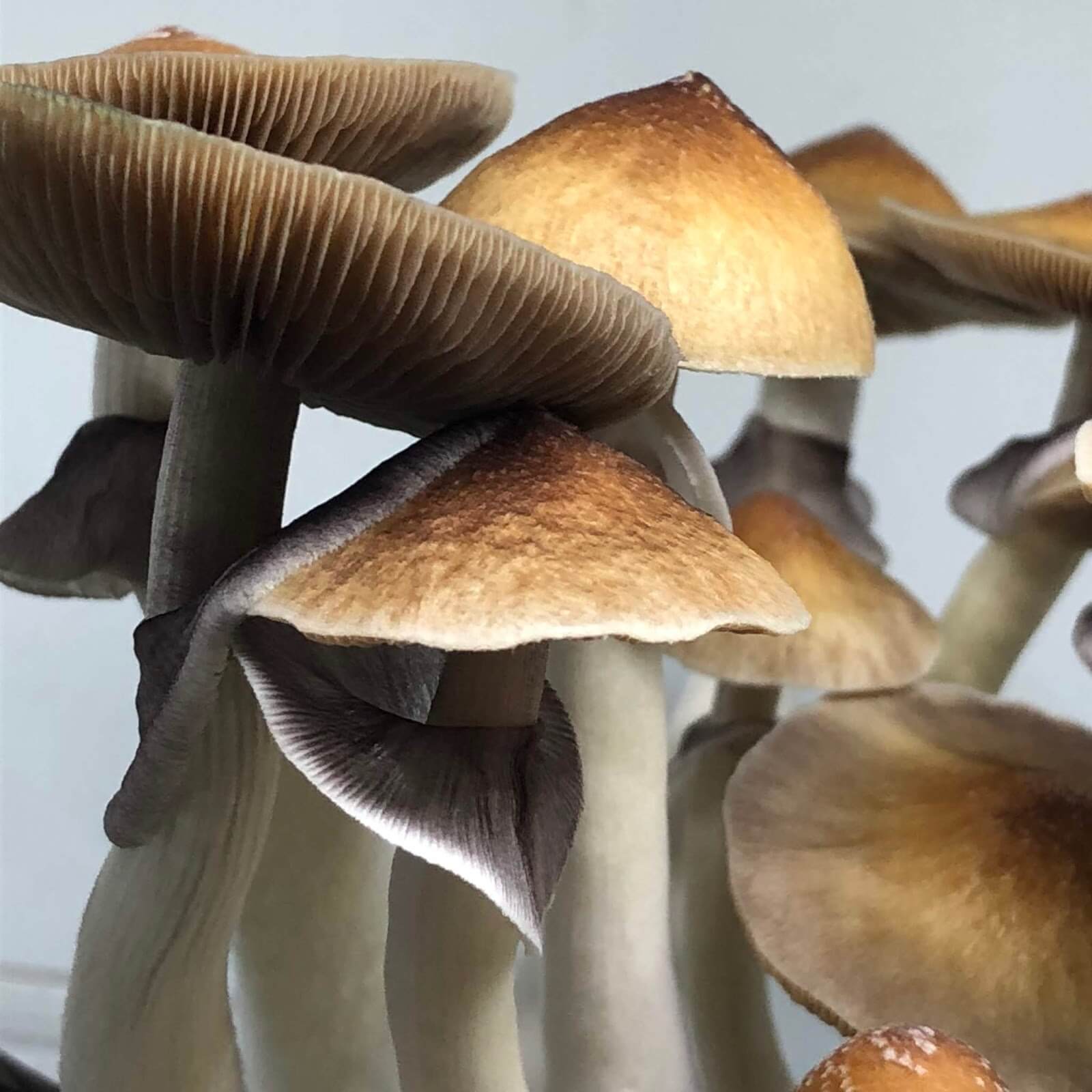 Golden Teacher