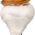 DCM 95 Fruit