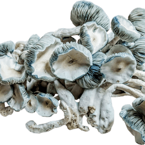 Jack Frost Blue Gilled Fruit