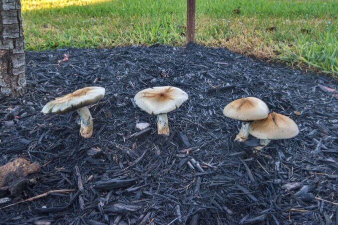Oak Ridge Cubensis Psilocybe Cubensis: Complete Guide To Magic Mushrooms