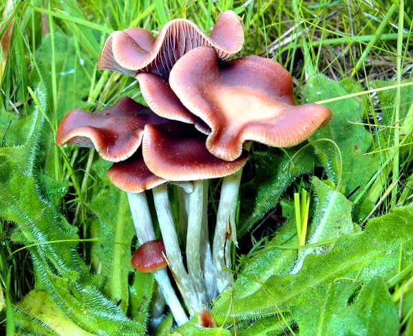 Psilocybe cyanescens in Grass
